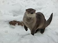 River otter in snow
